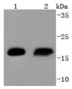 Western blot analysis of Hsp20 on different lysates using anti-Hsp20 antibody at 1/1,000 dilution