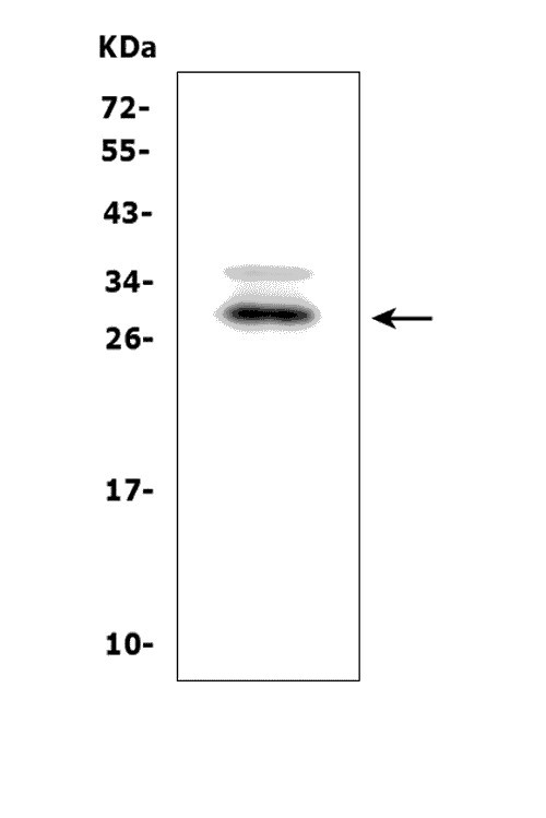 a07983 1 bambi primary antibodies wb testing 1