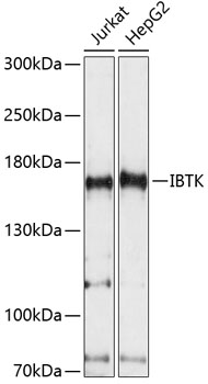 a07985 ibtk primary antiboties wb testing 1