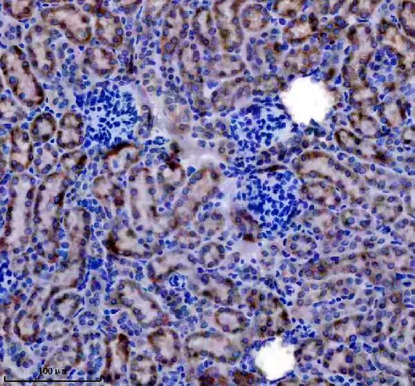 a07990 2 dhrs4 primary antibodies ihc testing 3