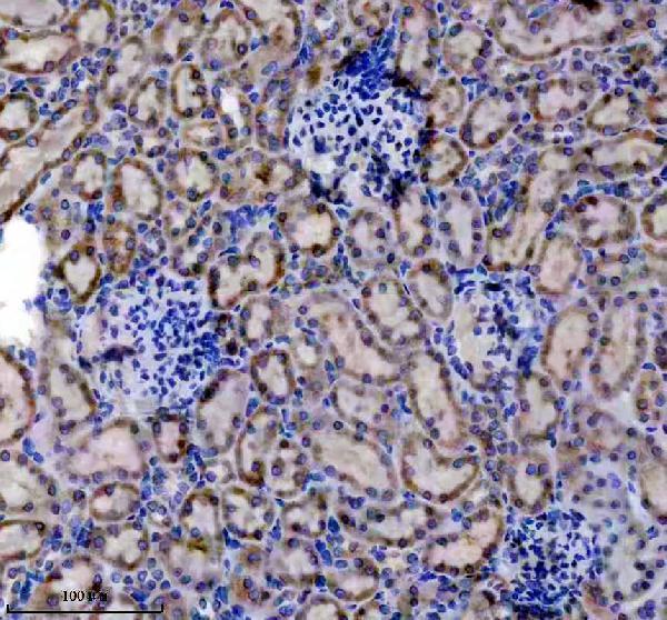 a07990 2 dhrs4 primary antibodies ihc testing 4