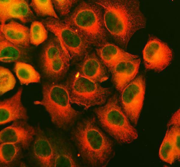 IF analysis of DNAJC7 using anti-DNAJC7 antibody (A07996-1) and anti-Alpha Tubulin antibody (M03989-3)