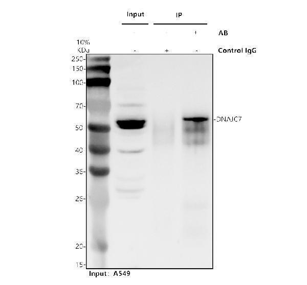 Immunoprecipitating DNAJC7 in A549 whole cell lysate