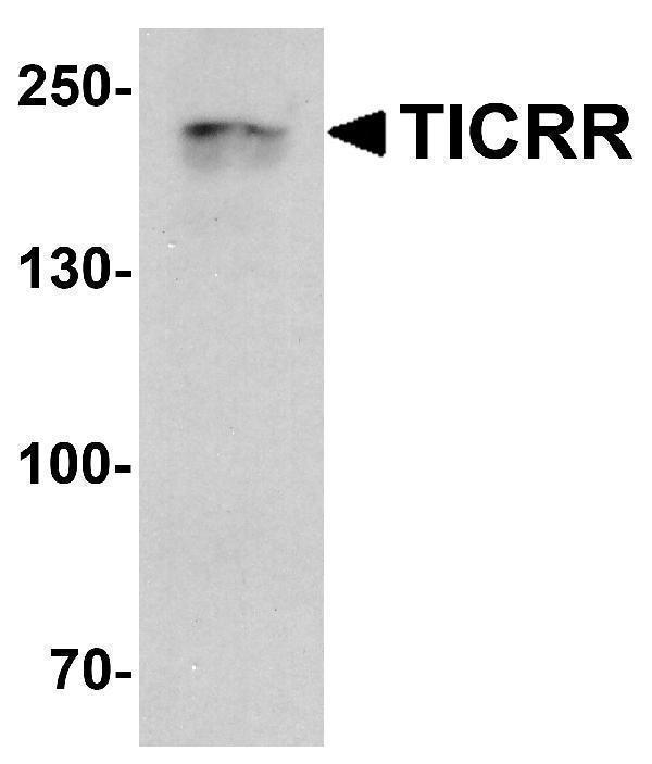 a08002 ticrr primary antibodies wb testing 1