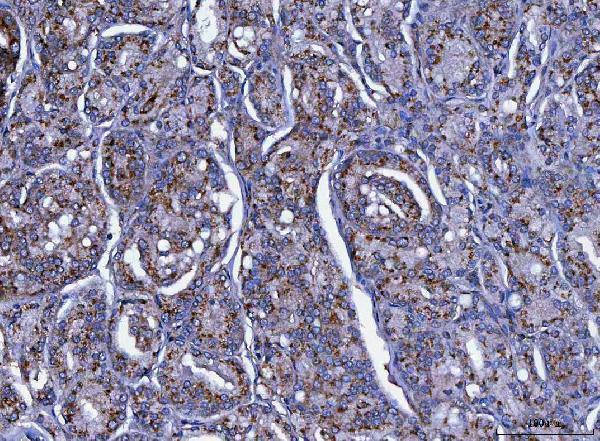 a08005 2 trim7 primary antibodies ihc testing 4