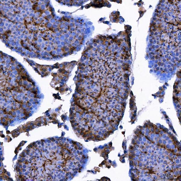 a08005 2 trim7 primary antibodies ihc testing 5