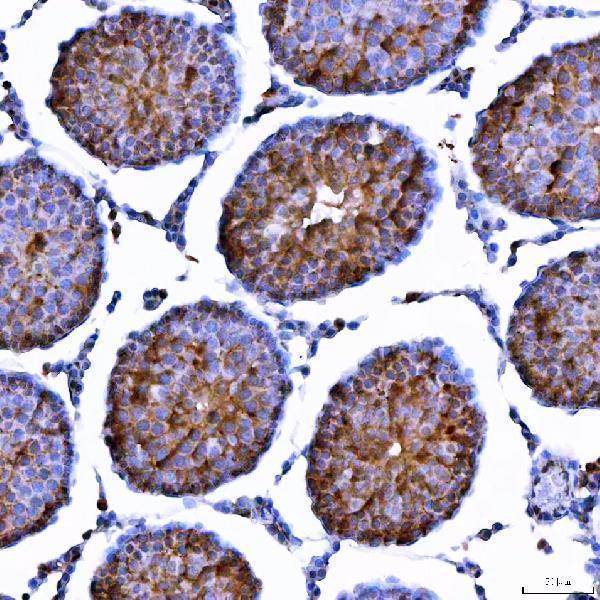 a08005 2 trim7 primary antibodies ihc testing 6