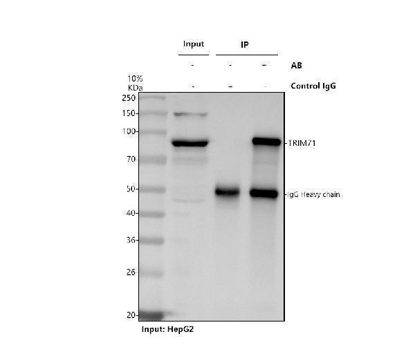 a08005 2 trim7 primary antibodies ip testing 1