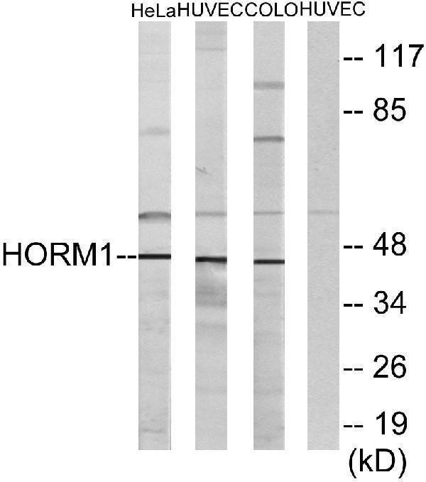 a08011 hormad1 primary antibodies wb testing 1