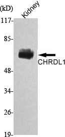 a08014 chrdl1 primary antibodies wb testing 1