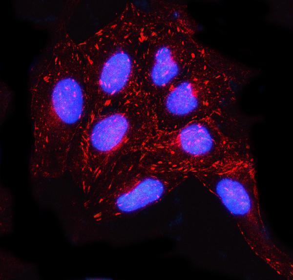 a08017 1 misp primary antibodies if testing 2