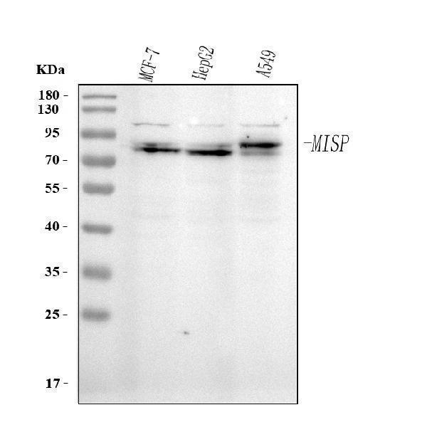 a08017 1 misp primary antibodies wb testing 1