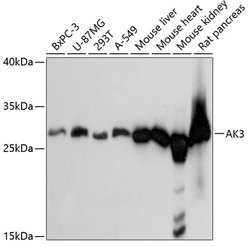 a08019 ak3 primary antiboties wb testing 1
