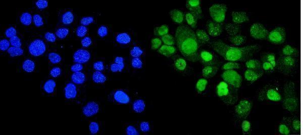  IF analysis of Cyclophilin E/PPIE using anti-Cyclophilin E/PPIE antibody (A08021-1)