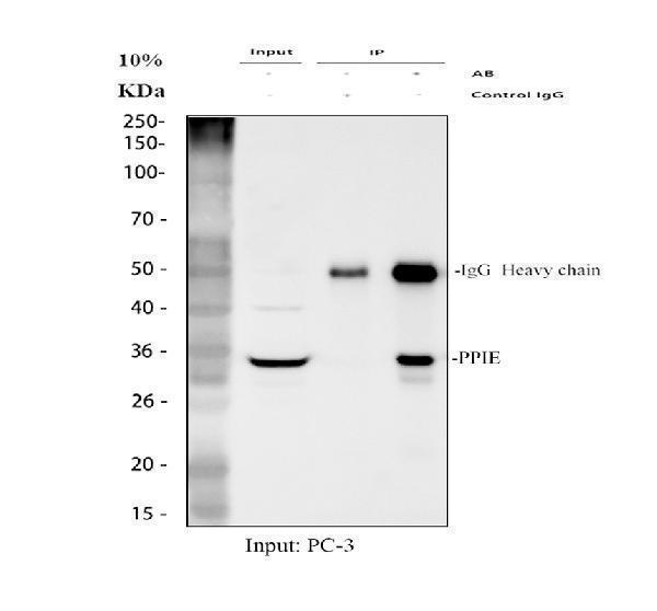 a08021 1 ppie primary antibodies ip testing 1
