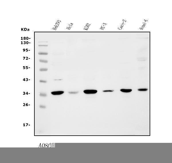  Western blot analysis of Cyclophilin E/PPIE using anti-Cyclophilin E/PPIE antibody (A08021-1)