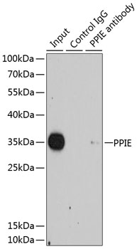 a08021 ppie primary antiboties ip testing 2