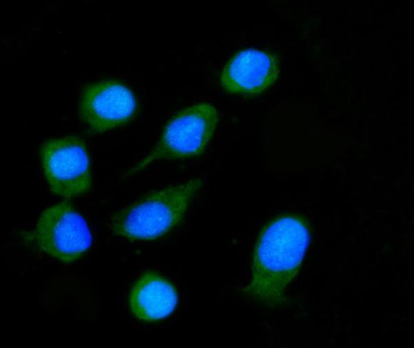 a08028 1 nxn primary antibodies if testing 4