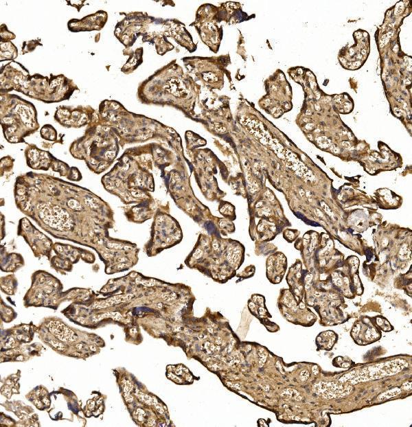 a08028 1 nxn primary antibodies ihc testing 2
