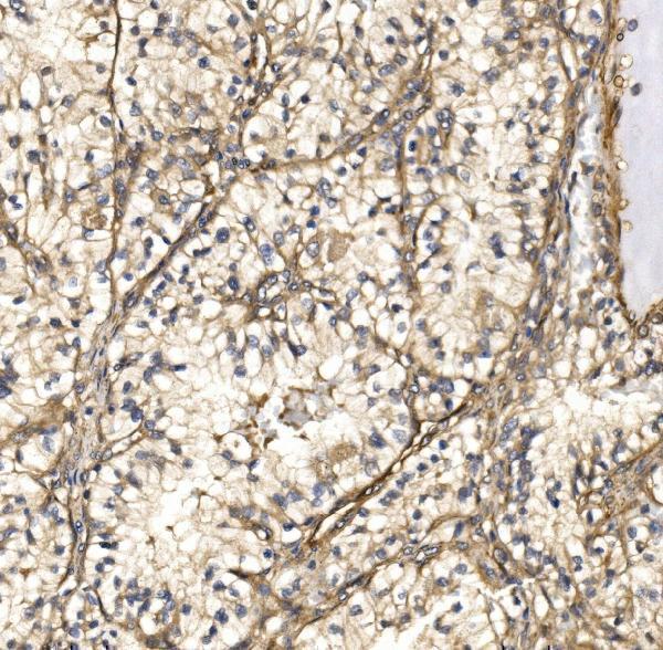 a08028 1 nxn primary antibodies ihc testing 3