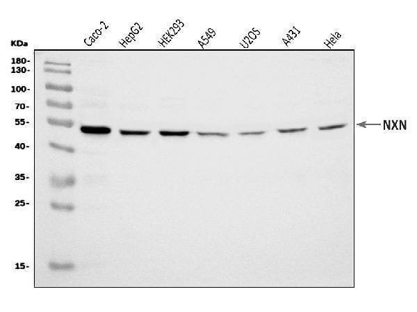 a08028 1 nxn primary antibodies wb testing 1