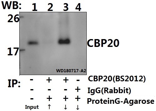 a08031 1 ncbp2 primary antiboties ip testing 4