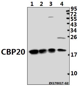 a08031 1 ncbp2 primary antiboties wb testing 1