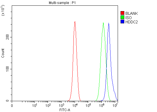 Flow Cytometry analysis of SiHa cells using anti-HDDC2 antibody (A08033-1)