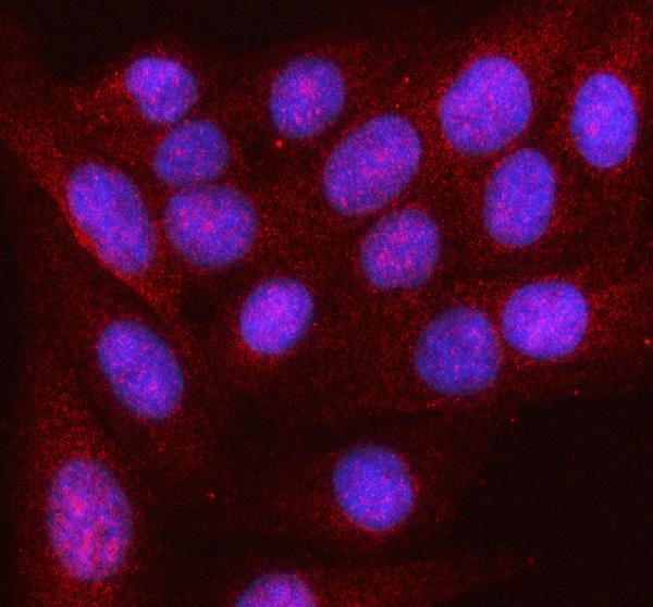  IF analysis of HDDC2 using anti-HDDC2 antibody (A08033-1)
