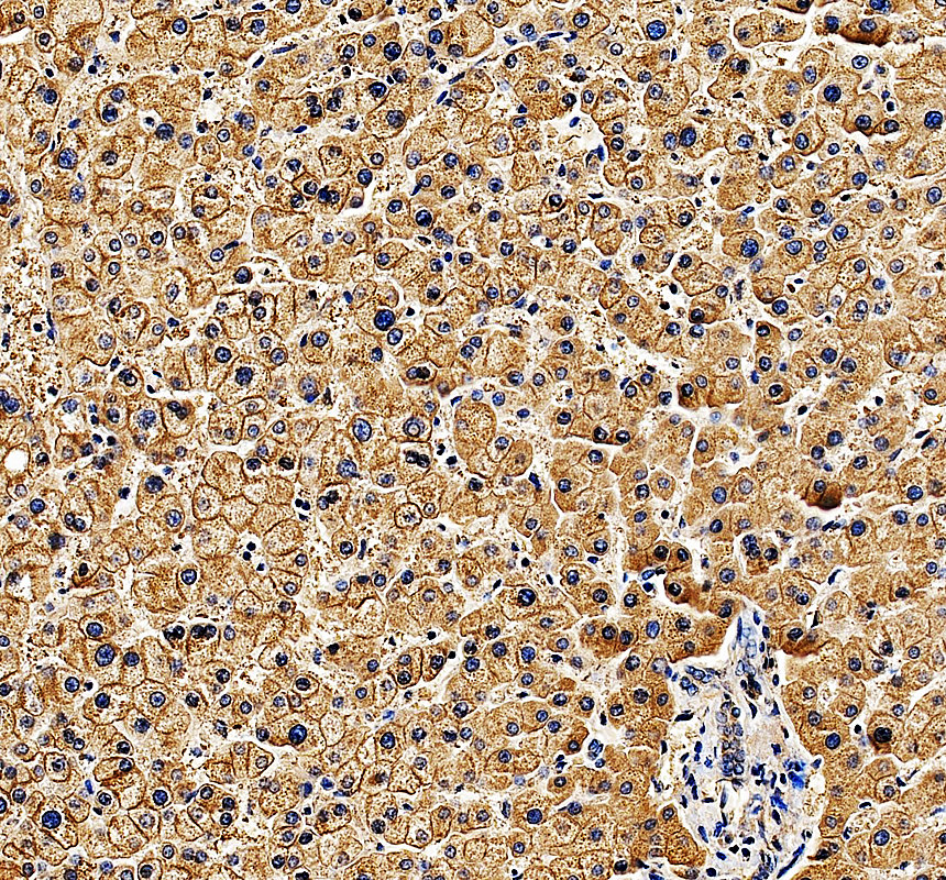 a08037 spire1 primary antibodies ihc testing 1