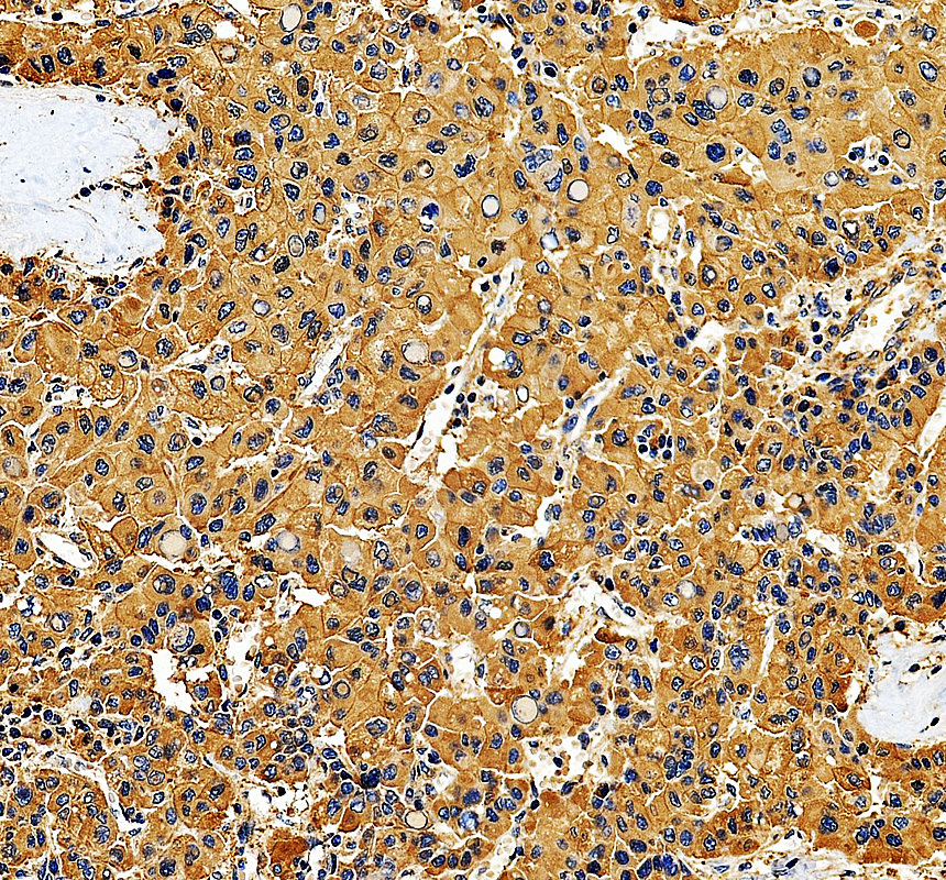 a08037 spire1 primary antibodies ihc testing 2