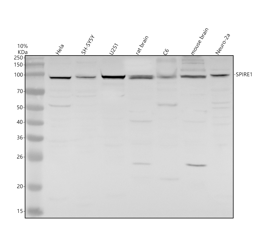 a08037 spire1 primary antibodies wb testing 1