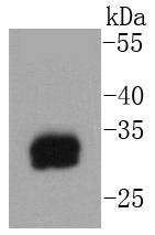 a08039 1 tpsab1 primary antiboties wb testing 1