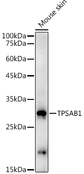 a08039 tpsab1 primary antiboties wb testing 2
