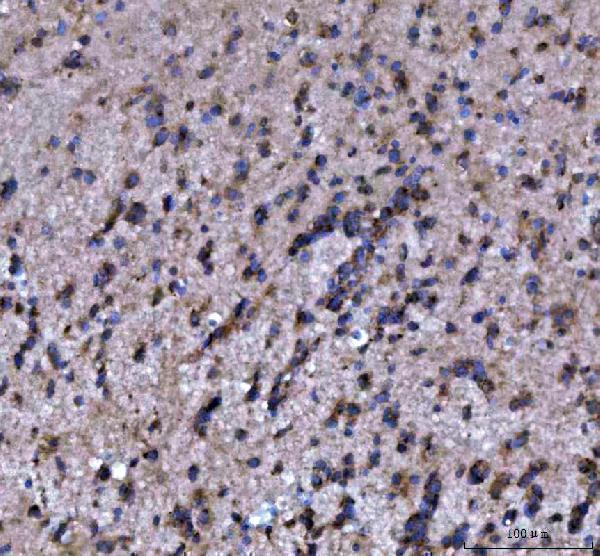  IHC analysis of MOAP1 using anti-MOAP1 antibody (A08043-1)