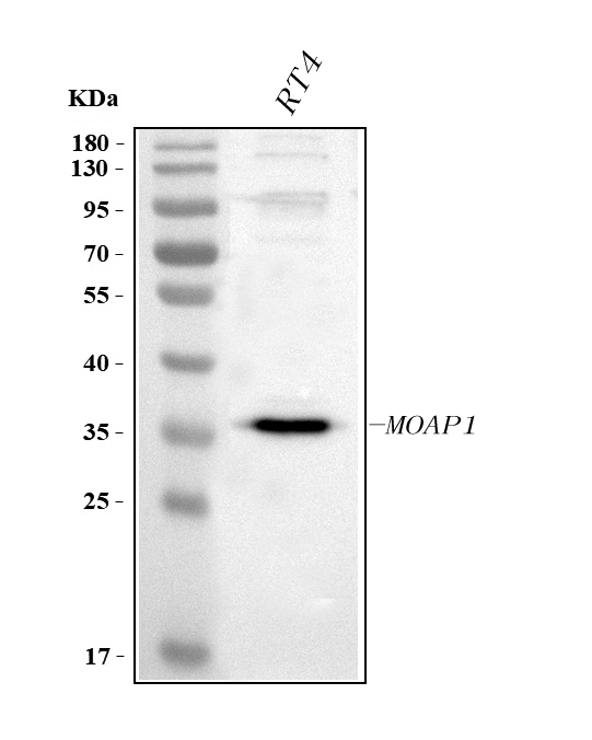  Western blot analysis of MOAP1 using anti-MOAP1 antibody (A08043-1)