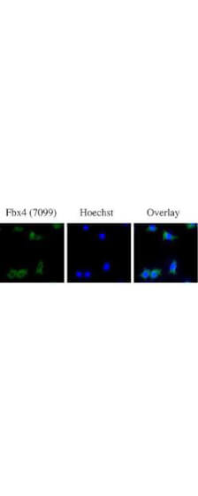 a08044 fbxo4 primary antibodies if testing 2