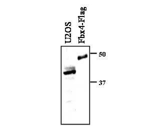 a08044 fbxo4 primary antibodies wb testing 1