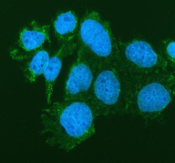 a08046 siae primary antibodies if testing 1