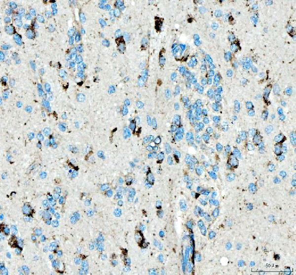 a08046 siae primary antibodies ihc testing 1