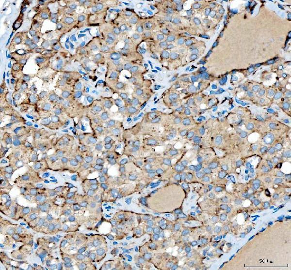 a08046 siae primary antibodies ihc testing 2_1
