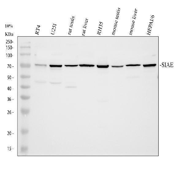 a08046 siae primary antibodies wb testing 1_1