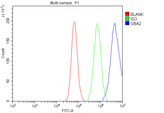  Flow Cytometry analysis of A549 cells using anti-GBA2 antibody (A08047-1)