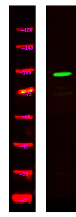 a08055 scarf1 primary antibodies wb testing 1