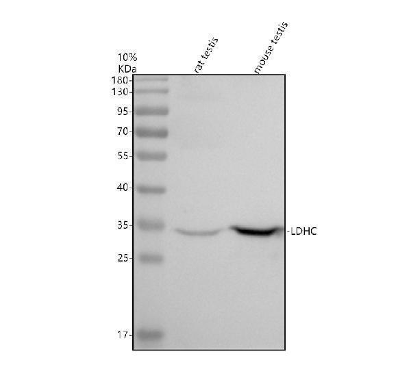 a08060 3 ldhc primary antibodies wb testing 1
