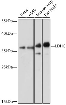 a08060 ldhc primary antiboties wb testing 1
