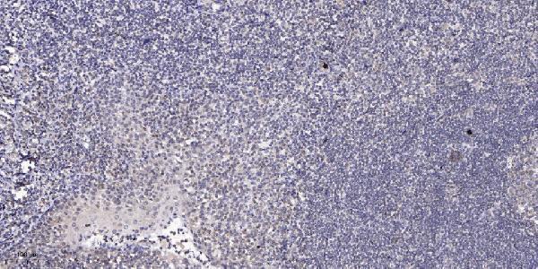 Immunohistochemical analysis of paraffin-embedded human tonsil