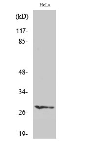 Western Blot analysis of various cells using HES-6 Polyclonal Antibody diluted at 1:1000 cells nucleus extracted by Minute TM Cytoplasmic and Nuclear Fractionation kit 