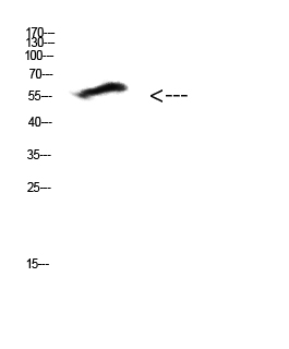 a08068 col25a1 primary antibodies wb testing 1