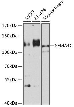 a08069 1 sema4c primary antiboties wb testing 1
